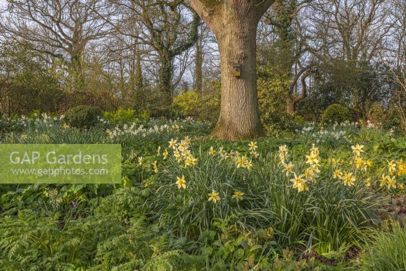 View of mixed Daffodils growing around an oak tree in an informal country cottage garden in Spring - April
