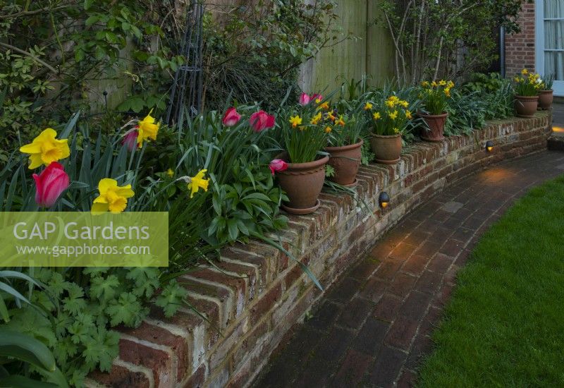 Tulips and Narcissus in terracotta pots along a new low brick wall in a recently re-designed garden.