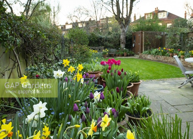 Tulips and Narcissus in containers on the newly extended terrace of a garden after a makeover.
