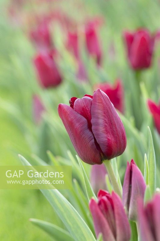 Tulipa 'Seadov' - Triumph Tulip