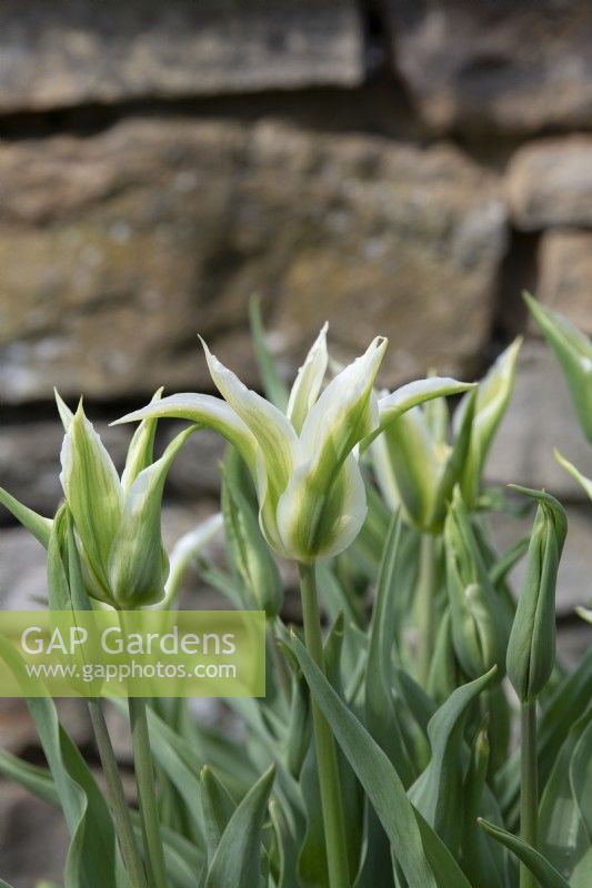Tulipa 'Greenstar' - Lily Flowered Tulip