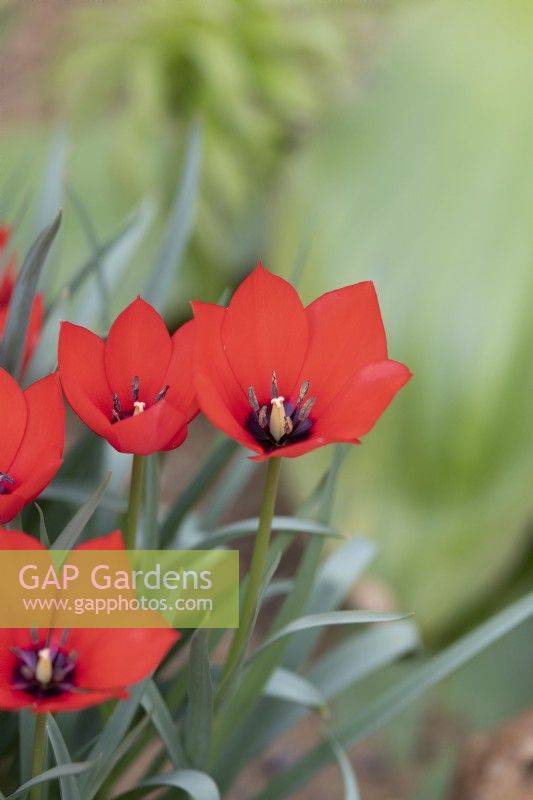 Tulipa linifolia 'Red Gem' - Tulip