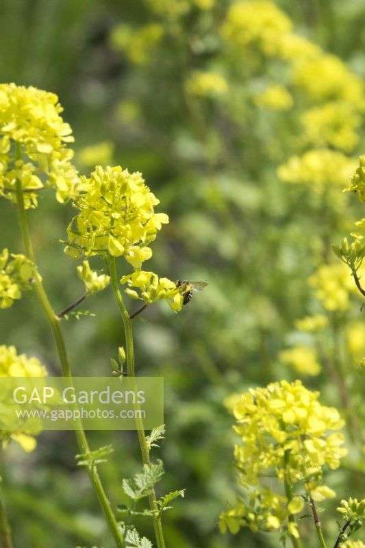 Bee on Brassica rapa yellow