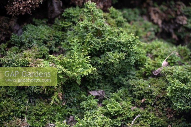Chamaecyparis pisifera 'Plumosa Compressa' Sawara cypress