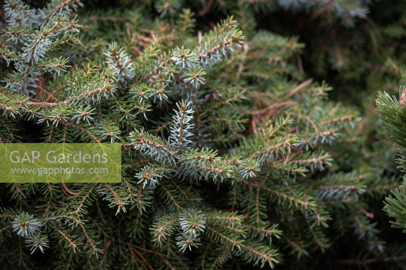 Picea omorika 'Treblitzsch' Pancic spruce Serbian spruce 