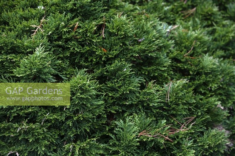 Chamaecyparis lawsoniana 'Green globe' Port Orford cedar
