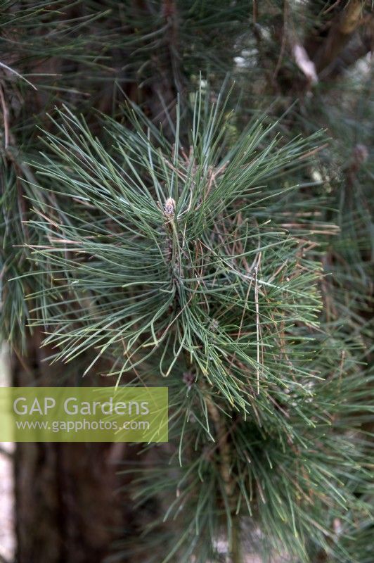 Pinus nigra 'Molette' black pine