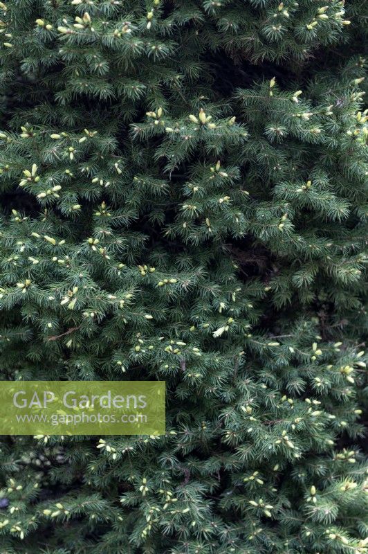 Picea glauca 'Conica Yellow' white spar