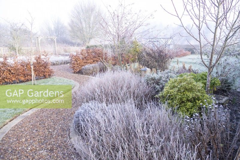 Shrubs covered in frost in bed along stone path