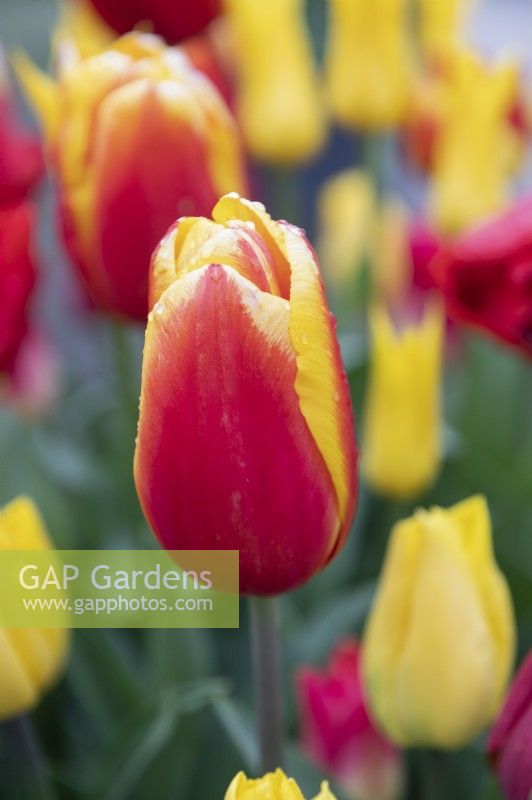 Tulipa 'Hennie van der Most' tulip