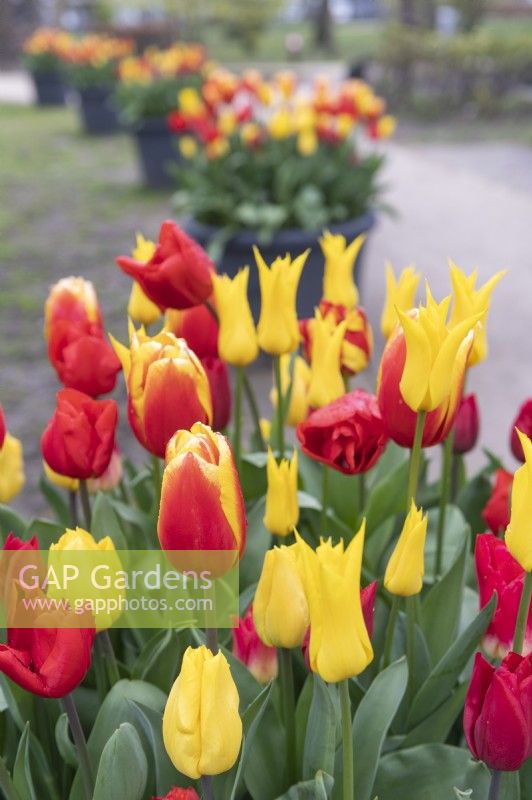 Tulipa tulip combination with amongst others 'Flashback'  yellow lily  'Hennie van der Most' red/yellow
