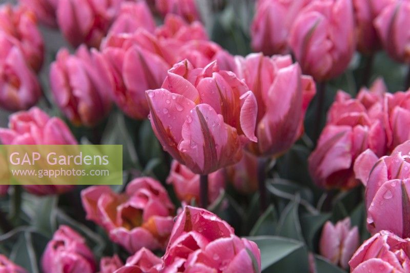 Tulipa 'Pretty Princess' tulip 
