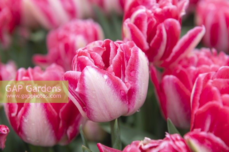 Tulipa 'Foxtrot' tulip 