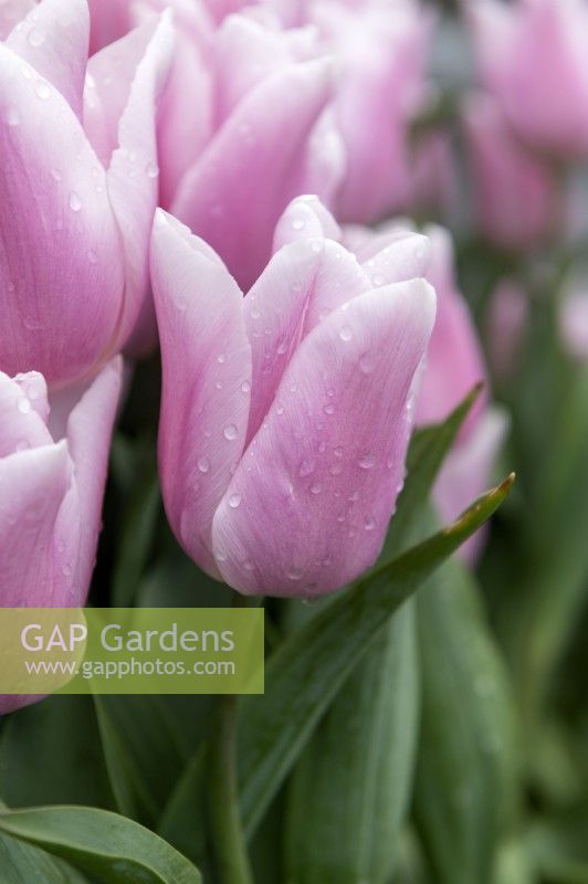 Tulipa 'Gabriela' tulip 
