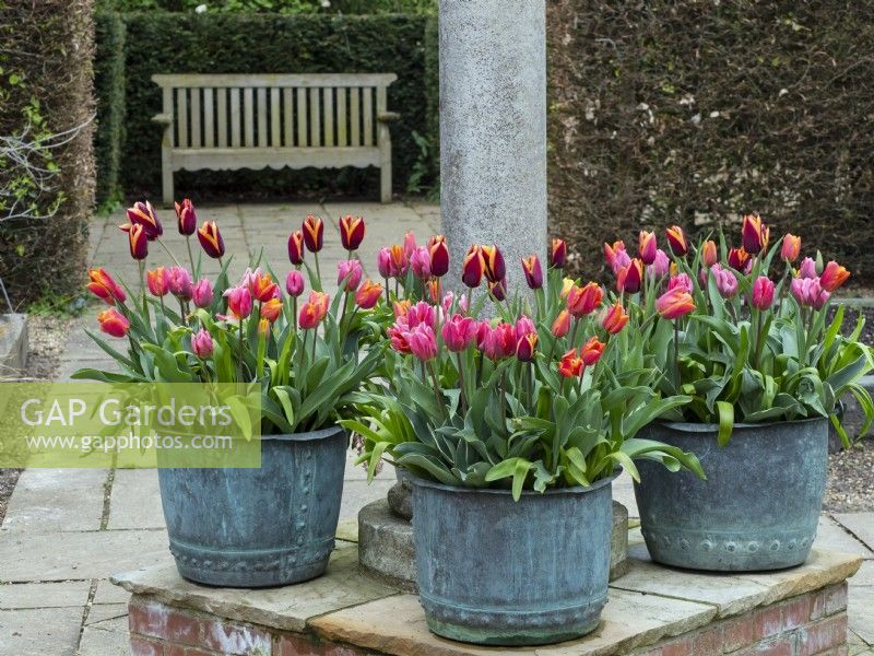 Tulips in metal containers and seating area Old Vicarage Gardens  East Ruston Norfolk