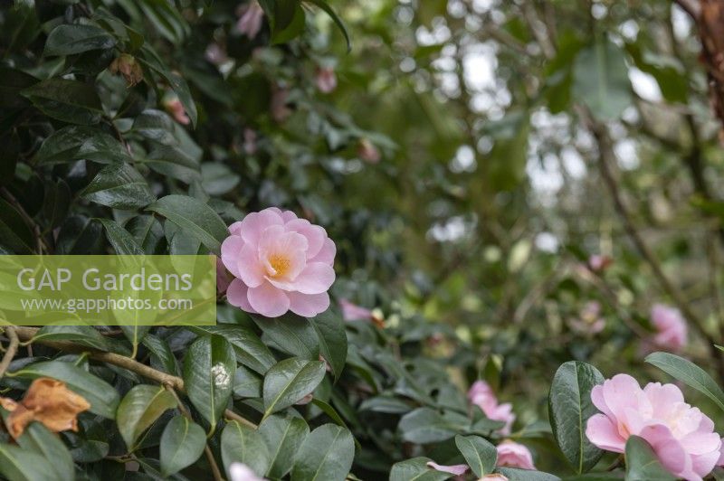 Camellia 'Barbara Clark'