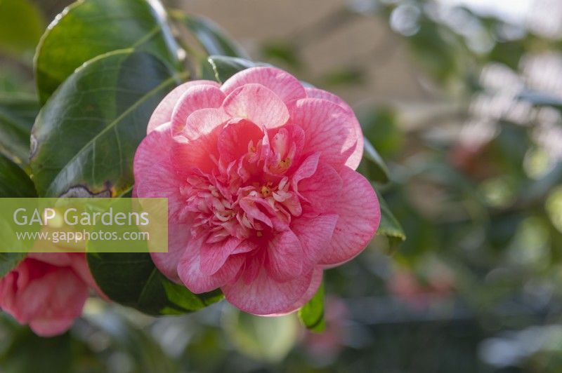 Camellia japonica 'Can can'
