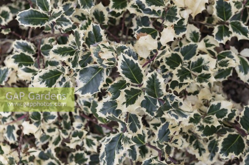 Ilex aquifolium 'argentea marginata' common holly