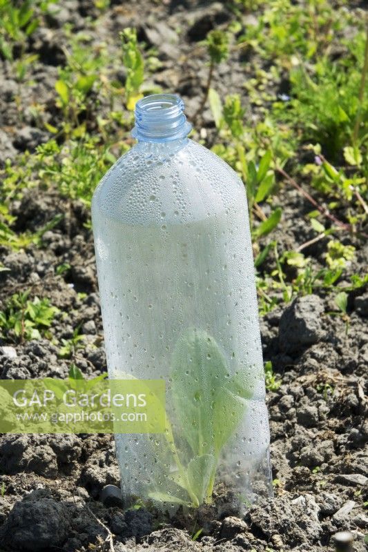 Recycled plastic bottle as a small greenhouse for growing plants.