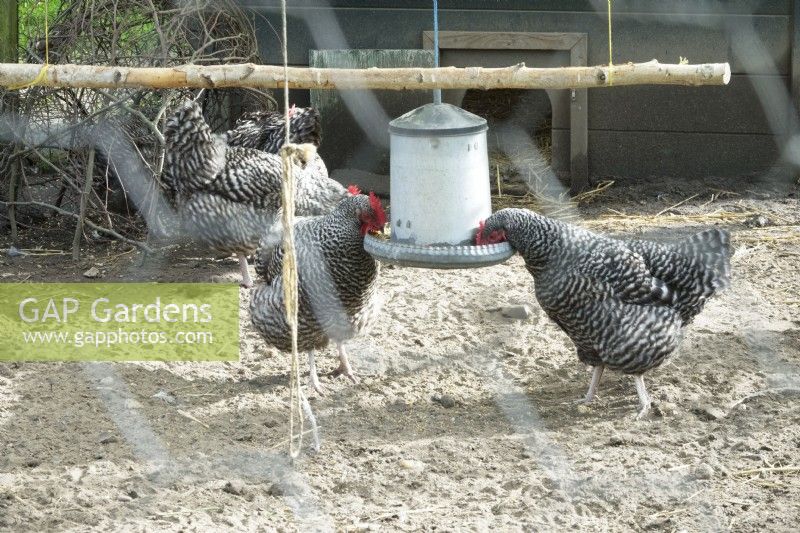Amrock chickens in poultry house drinking from trough.