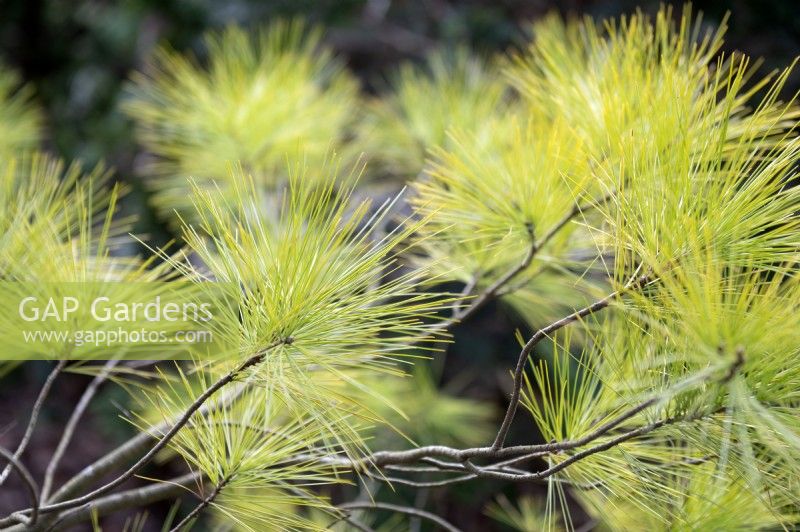 Pinus strobus 'Louie' Weymouth pine 