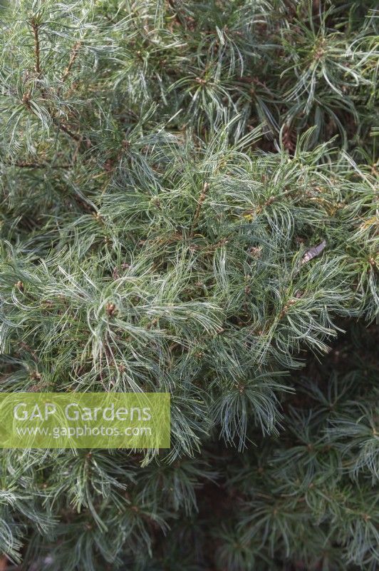 Pinus strobus 'Tiny Curls' Weymouth pine 