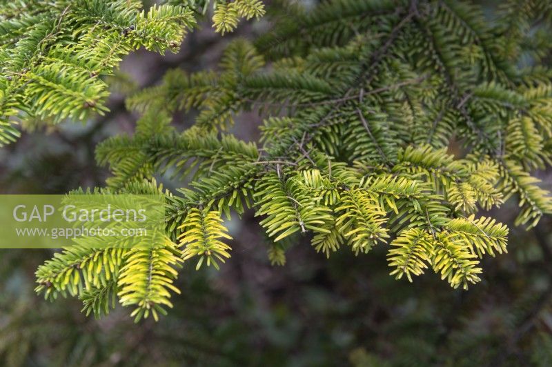 Abies nordmanniana 'Golden Spreader' Nordmann fir