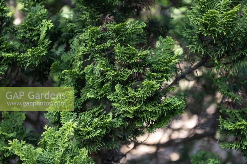Chamaecyparis obtusa 'Little Marky' Japanese cypress