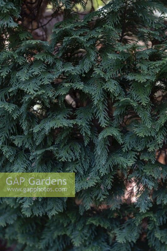 Chamaecyparis lawsoniana 'Gimborinii' Lawson cypress