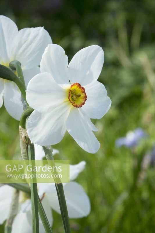 Narcissus - Actaea Poeticus