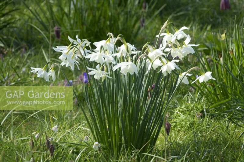 White narcissus growing in between the grasses.