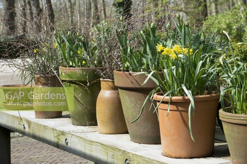 Terracotta pots planted with several bulbs like yellow Narcissus and tulips in a row on wooden table.