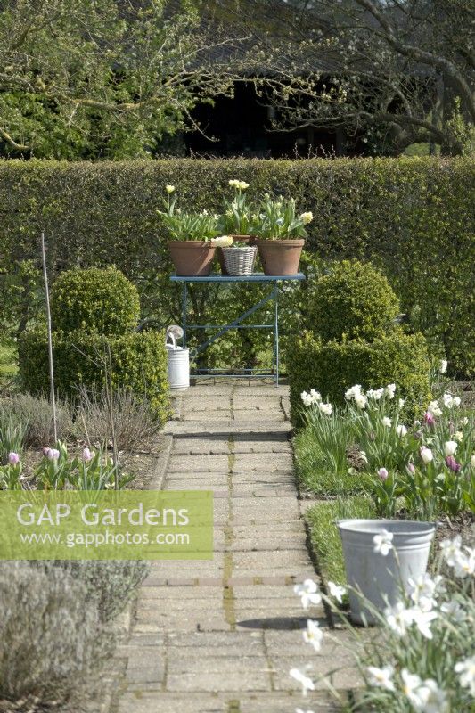 Path leading to table with terracotta filled with tulips in kitchen garden. Bucket in Narcissus border. Topiary balls.