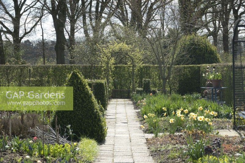 Path leading to Arch in kitchen garden. Topiary pyramid and yellow Narcissus.