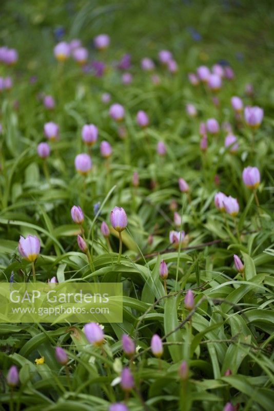 Tulipa saxatilis in grass in April
