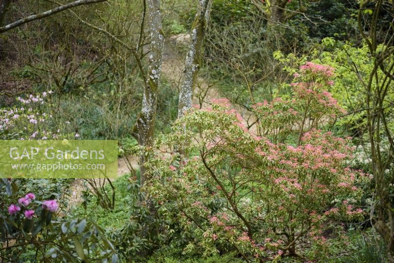 Pieris with new leaves in the woodland garden at Broadleas garden in Wiltshire in April
