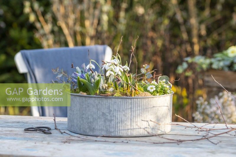 Small metal container planted with hyacinths, mossy saxifrage and galanthus - snowdrops with birch and eucalyptus sprigs