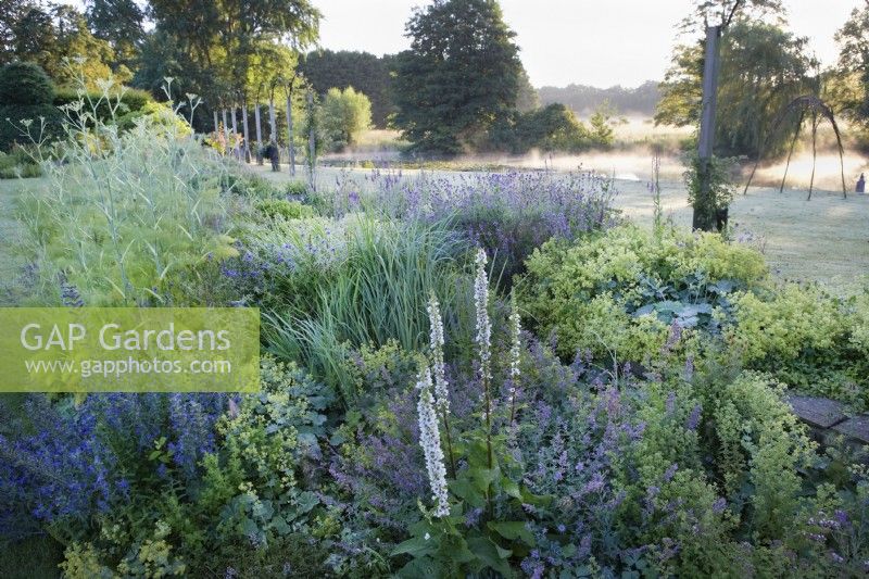 Narborough Hall. Early morning in the blue garden. Alchemilla Mollis, Fennel, Nepeta, Lavender and Verbascum. Summer. Mist on the river.
