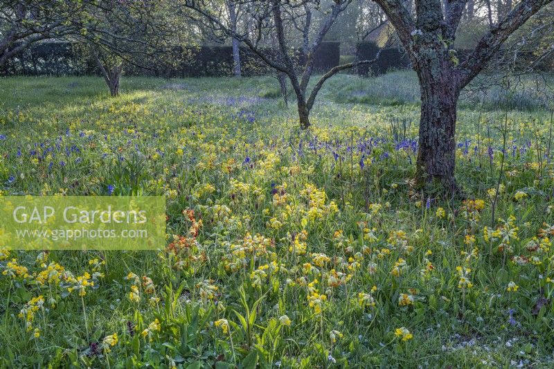 View of Primula veris flowering in a wildflower meadow in Spring - April