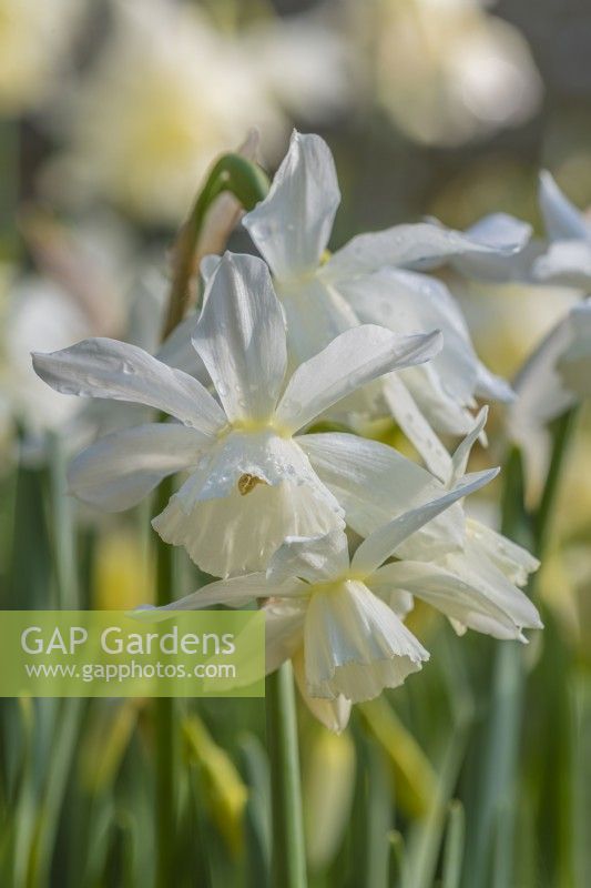 Narcissus 'Thalia' flowering in Spring - April