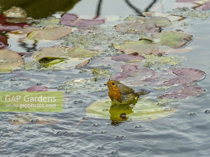 Erithacus rubecula  European Robin bathing in garden lily pond