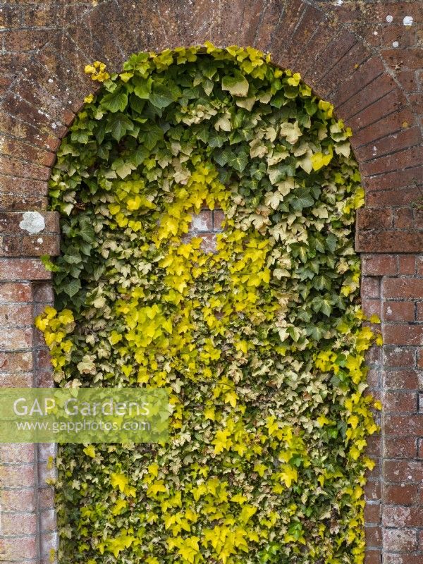 Hedera Ivy growing in brickwork alcove  April