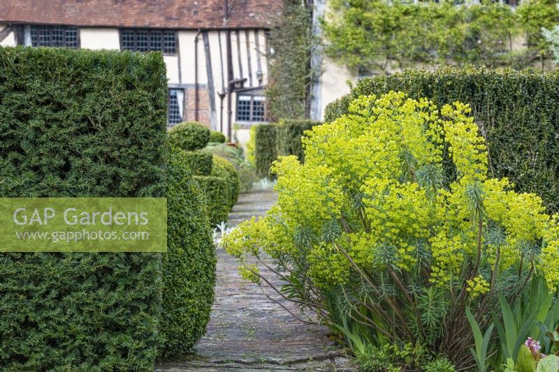 View of Euphorbia characias subspecies wulfenii flowering beside a stone path in a formal country cottage garden in Spring - April