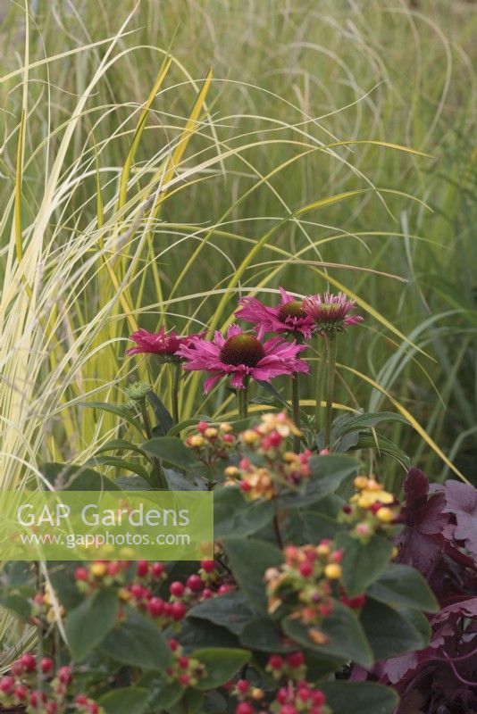 Echinacea 'SunSeekers Magenta' with Carex elata 'Aurea', Hypericum 'Miracle Attraction' and Heuchera 'Red Rover'
