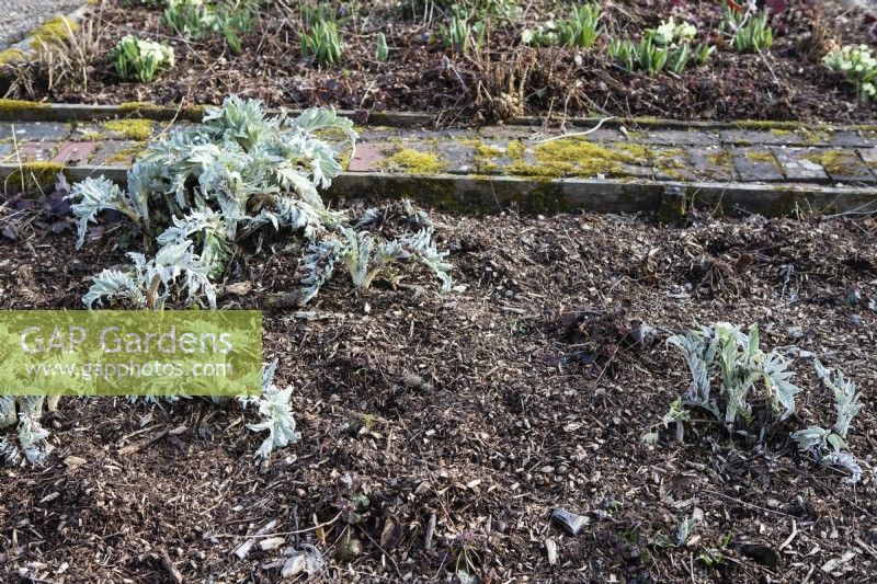 Bed with plants of Cynara cardunculus thickly mulched with partially composted bark. March. Spring.