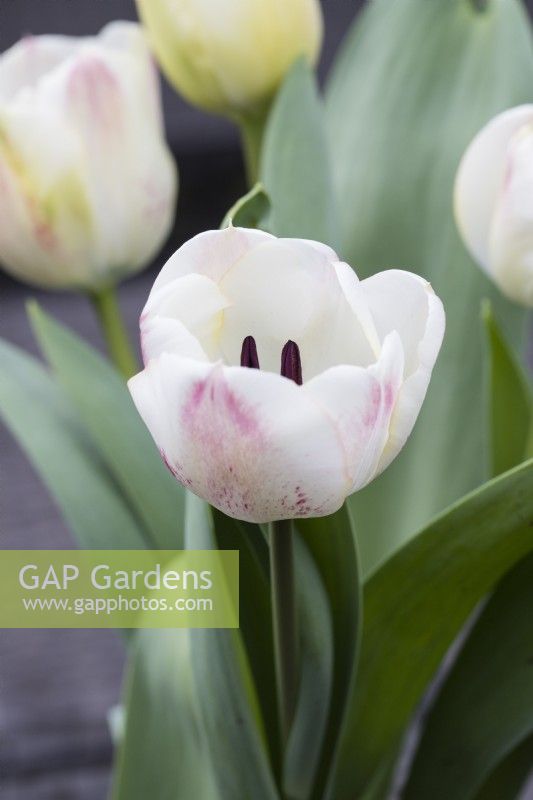 Tulipa 'Pallada' . focus on single flower. March. Spring.