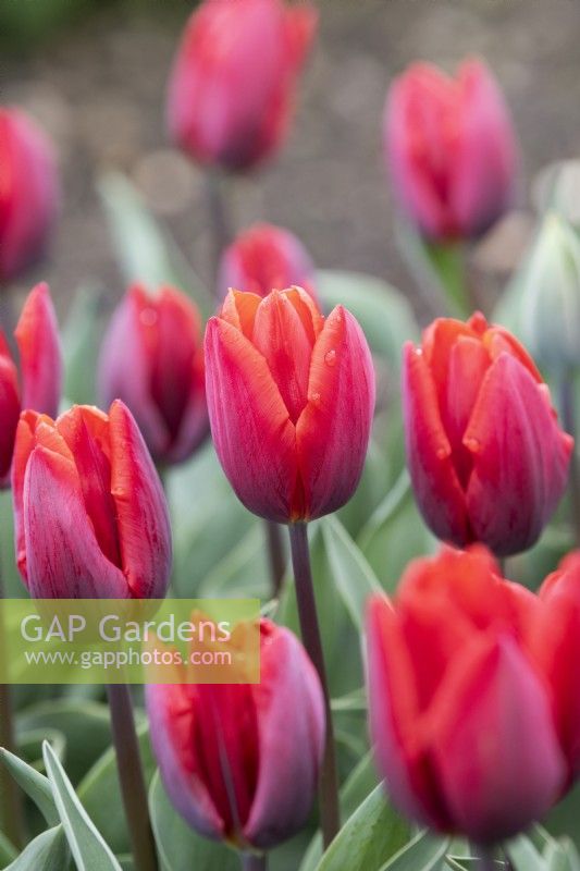Tulipa 'Couleur Cardinal' - Triumph Tulip