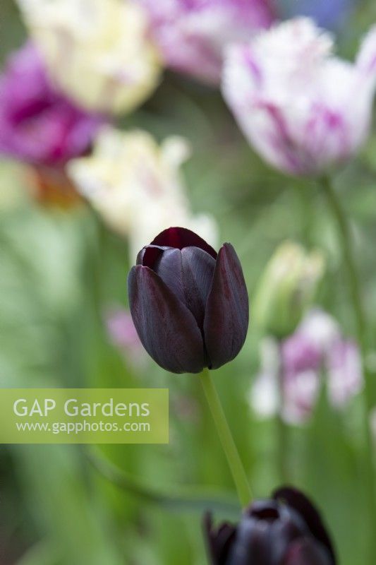 Tulipa 'Queen of the Night' - Single Late Tulip