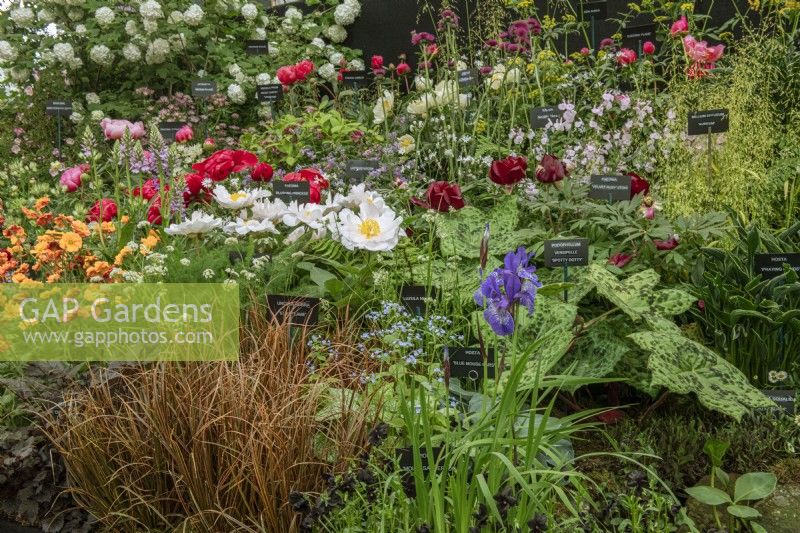 Binny Plants Gold Medal winning Show Stand for
RHS Chelsea Flower Show 2022 in The Great Pavilion