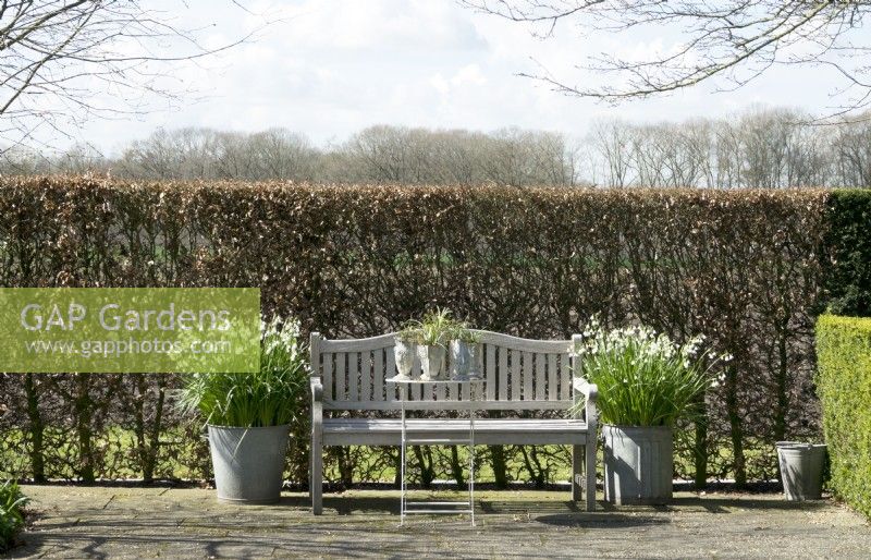Leucojum aestivum Gravetye Giant in zinc containers on terrace besides wooden garden bench in front of hedge.